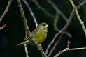 Greenfinch - B